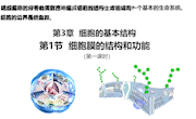 泸县二中+朱敏+细胞膜的结构和功能