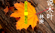 课件：《木叶》（魏顺俊）