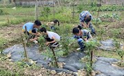 嘉明小学劳动实践基地丰收啦！