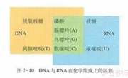 生物学科“一轮复习”中构建概念模型的重要性---泸县二中实验学校高2022届生物组 王小洪