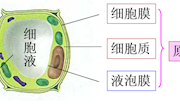 论文-浅谈新课改下高中生物实验教学的有效性----泸县四中-杜燕红-