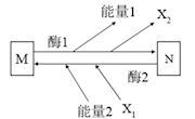 泸县九中付榆5.2细胞的能量“同货”——ATP课后作业