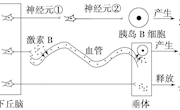 泸县一中王启秀 神经调节与体液调节的关系课时作业