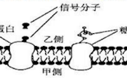 泸县一中赵柱明高2019级一诊模拟生物