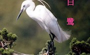 6+郑国玲+《白鹭》