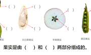 《果实和种子》作业设计